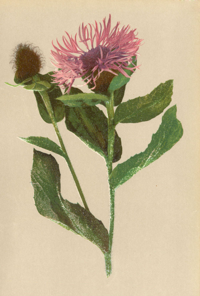 ALPENFLORA ALPINE FLOWERS. Centaurea phrygia L-Phrygische Flockenblume 1897